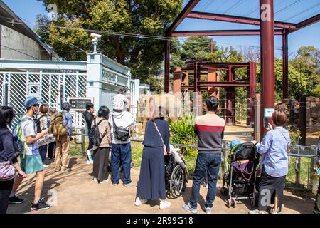 Tokio Japan 11. März 2023: Touristen beobachten asiatische Elefanten (Elephas maximus) im Zoo von Ueno. Dies ist Japans ältester Zoo, der 1882 eröffnet wurde. Stockfoto