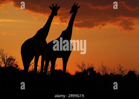 Südafrikanische Giraffe, Giraffa camelopardalis Giraffa, Paar bei Sonnenuntergang, in der Nähe des Chobe-Flusses, Botswana Stockfoto