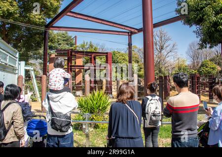 Tokio Japan 11. März 2023: Touristen beobachten asiatische Elefanten (Elephas maximus) im Zoo von Ueno. Dies ist Japans ältester Zoo, der 1882 eröffnet wurde. Stockfoto