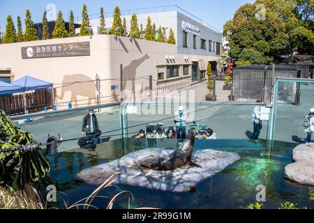 Tokio Japan 11. März 2023: Touristen beobachten den kalifornischen Seelöwen (Zalophus californianus) im Zoo von Ueno. Dies ist Japans ältester Zoo, der 1882 eröffnet wurde Stockfoto