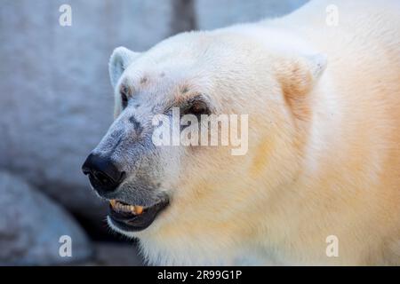Der Eisbär (Ursus maritimus) ist ein hyperkarnivorer Bär, dessen einheimischer Bestand größtenteils innerhalb des Polarkreises liegt, der den Arktischen Ozean umfasst. Stockfoto