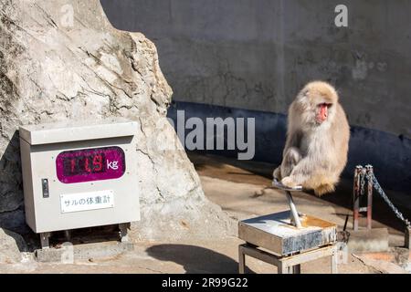 Tokio Japan 11. März 2023: Der japanische Makak (Macaca fuscata) befindet sich auf der Waage im Umkreis des Zoos von Ueno. Stockfoto