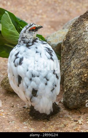 Der japanische Felsenptarmigan (Lagopus muta japonica), ein Alpenvogel, der einst als Bote der Berggötter verehrt wurde, steht vor Ihnen Stockfoto