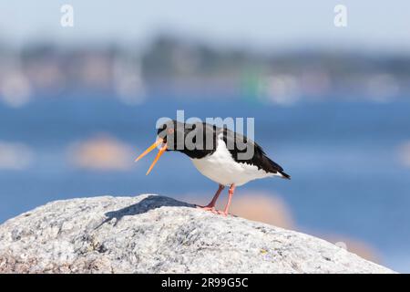 Austernfischer (Haematopus ostralegus) Stockfoto