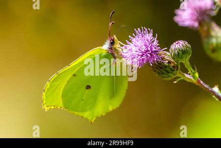 Gewöhnlicher Schwefel-Schmetterling, Gonepteryx rhamni, der auf der Pflanze sitzt Stockfoto