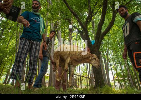 Srinagar, Indien. 24. Juni 2023. Ein Opferschafe wird auf einem Viehmarkt gewogen, bevor es vor dem Eid-Al-Adha-Festival in Srinagar verkauft wird. Muslime auf der ganzen Welt feiern Eid-Al-Adha, indem sie Vieh wie Kamele, Schafe, Ziegen und Kühe schlachten, um der Hingabe des Propheten Abraham an Allah Tribut zu zollen. (Foto: Faisal Bashir/SOPA Images/Sipa USA) Guthaben: SIPA USA/Alamy Live News Stockfoto