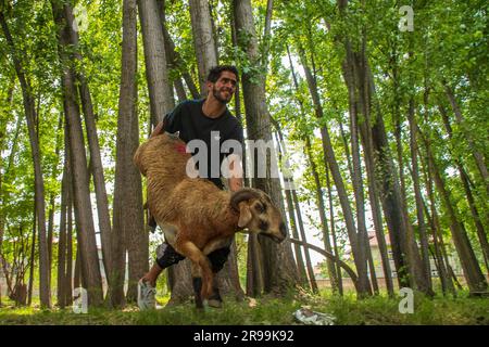 Srinagar, Indien. 24. Juni 2023. Ein Opferschafe wird auf einem Viehmarkt gewogen, bevor es vor dem Eid-Al-Adha-Festival in Srinagar verkauft wird. Muslime auf der ganzen Welt feiern Eid-Al-Adha, indem sie Vieh wie Kamele, Schafe, Ziegen und Kühe schlachten, um der Hingabe des Propheten Abraham an Allah Tribut zu zollen. (Foto: Faisal Bashir/SOPA Images/Sipa USA) Guthaben: SIPA USA/Alamy Live News Stockfoto