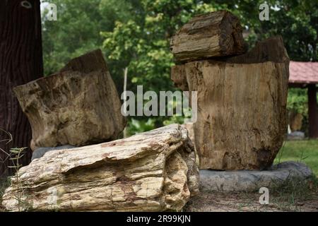 Fossilien von Millionen Jahre alten Bäumen, die jetzt die Form von Stein angenommen haben Stockfoto