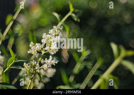 Am Abend ein gewöhnliches Privet Stockfoto