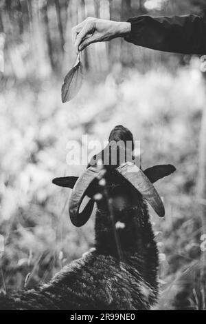Ein Schwarzweißfoto, auf dem die Hand einer Frau mit einem Baumblatt einen schwarzen Bock füttert. Stockfoto