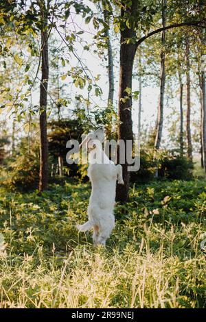 Weiße Ziege mit Hörnern steht auf ihren Hinterbeinen in grünem Gras im Licht eines Sommeruntergangs und greift nach einem grünen, grünen Zweig einer Birke. Stockfoto