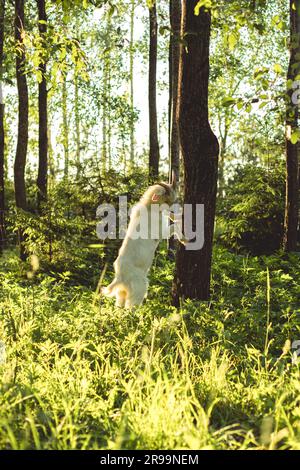 Weiße Ziege mit Hörnern im grünen Gras steht im Licht des Sommeruntergangs auf ihren Hinterbeinen und lehnt sich gegen den Stamm einer Birke. Stockfoto