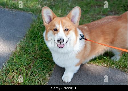 Cardigan Welsh Corgi lächelndes Porträt Stockfoto