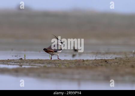 Nördlicher Lapwing (Vanellus vanellus), auch bekannt als Peewit oder Pewit, Tuit oder Tewit, grüner Taucher oder pyewipe oder einfach Lapwing, beobachtet in Gajoldab Stockfoto