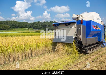 Japan / Hyogo Präfektur / Herstellung japanischer Sake / Landwirt Ernte Reis per Maschine im Feld . Stockfoto