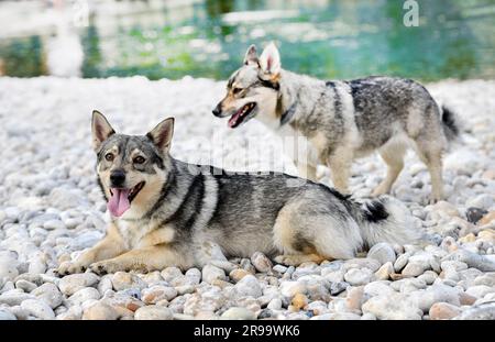 Schwedisches Vallhund schwimmt im Sommer in einem Fluss Stockfoto