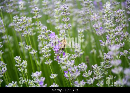 Die Fertigstellung einer westlichen Honigbiene (APIs mellifera), die sich in den ersten Tagen der Blüte im Juni auf einem Lavendelfeld ernährt. Horizontales Bild mit selektivem FOC Stockfoto