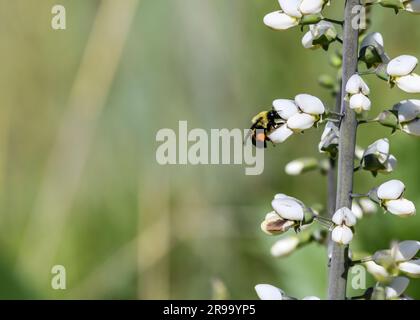 Nahaufnahme von Hummeln, die Pollen auf weißen Blüten auf der Wiese sammeln Stockfoto