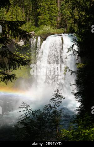 Die Koosah Falls stürzen im Willamette National Forest in Oregon mit umliegenden Tannenbäumen ab Stockfoto