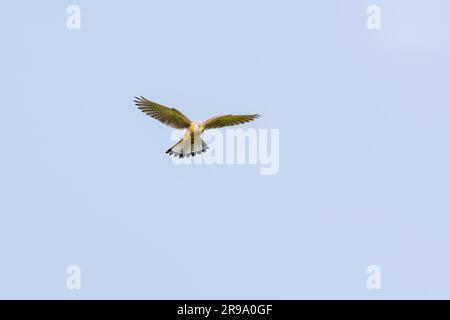 Nahaufnahme eines aufsteigenden und jagenden Kestrel, Falco tinnunculus, vor dem Hintergrund des klaren blauen Himmels Stockfoto