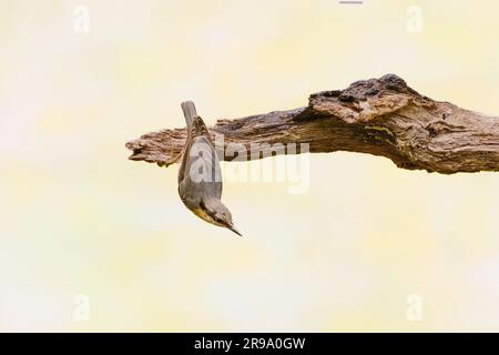 Nahaufnahme eines Nuthatch, Sitta europaea, mit grauem Gefieder und beigefarbenen Bauchfedern auf dem Rücken, einer weißen Kehle und Wangen und einem schönen durchgehenden schwarzen e Stockfoto