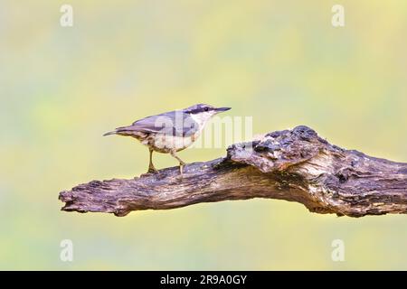 Nahaufnahme eines Nuthatch, Sitta europaea, mit grauem Gefieder und beigen Bauchfedern auf dem Rücken, einem weißen Hals und Wangen und einem wunderschönen fortlaufenden B Stockfoto