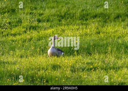 Eine einzige Gans, die auf einer grünen Wiese steht und zur Seite schaut. Stockfoto