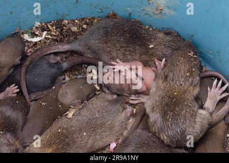 Nahaufnahme einer Babyratte, die unter Ratten begraben wurde. Bauch hoch mit Manus hoch. Dreckiges Rattennest in einer Mülltonne. Nagetierbefall. Hintergrund der Schädlingsbekämpfung. Stockfoto