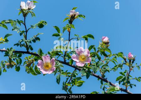 Wilde Hunderosen (Rosa canina) blühen im Juni oder Sommer in Großbritannien vor blauem Himmel Stockfoto