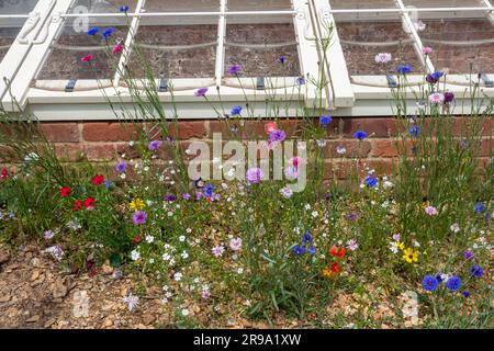 Verschiedene Wildblumen und Maisfeldblumen aus Wildblumenkernen vor einem kalten Rahmen in einem Garten, England, Großbritannien, im Juni Stockfoto