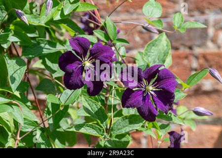 Clematis „Etoile Violette“ mit dunkelblau-violetten Blüten im Juni oder Sommer, England, Großbritannien Stockfoto