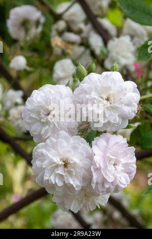 Rose „Lauré Davoust“, eine schlüpfrige Rose mit blassrosa weißen Blüten, die im Juni oder Sommer in England blühen Stockfoto