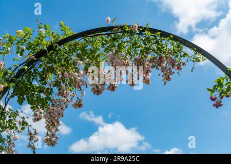 Im Juni oder Sommer wuchs in einem Garten eine blassrosafarbene Rose über einem Metallbogen vor blauem Himmel, Hampshire, England, Großbritannien Stockfoto