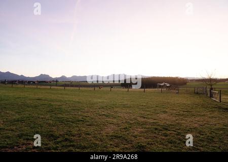 Eine friedliche ländliche Landschaft mit einer Rinderherde, die auf einer üppigen, eingezäunten grünen Weide weidet Stockfoto