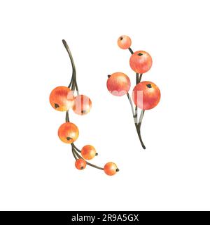 Zweige mit dekorativen orangefarbenen Beeren zur Dekoration, Blumenstrauß-Design. Aquarell, handgezeichnet. Set isolierter Elemente auf einem weißen Bildschirm Stockfoto