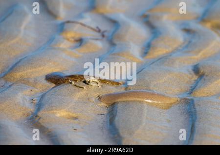 Seltener Anblick eines Lugworm oder Sandwurms (Arenicola Marina) über dem Boden auf Sand an einem Strand in Großbritannien. Stockfoto