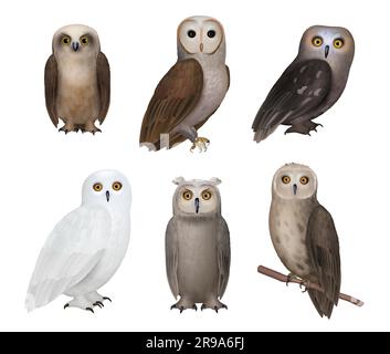 Eulenvögel. Wilde Nachtvögel mit bunten Federn, gute Weisheit, realistische Eulen Stock Vektor