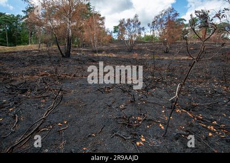 Juni 2023. Nach einem großen Heidenbrand in Frensham Common in Surrey, England, Großbritannien, der am 29. Mai 2023 begann. Die Ursache des Waldbrands ist unbekannt. Frensham Common ist ein Ort von besonderem wissenschaftlichen Interesse (SSSI), und die Flamme hat ein wichtiges Gebiet der Tieflandheide zerstört, das ein Lebensraum für seltene Reptilien und andere Tiere war. Stockfoto