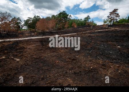 Juni 2023. Nach einem großen Heidenbrand in Frensham Common in Surrey, England, Großbritannien, der am 29. Mai 2023 begann. Die Ursache des Waldbrands ist unbekannt. Frensham Common ist ein Ort von besonderem wissenschaftlichen Interesse (SSSI), und die Flamme hat ein wichtiges Gebiet der Tieflandheide zerstört, das ein Lebensraum für seltene Reptilien und andere Tiere war. Stockfoto