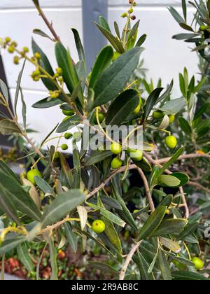 Oliven auf Zweig in den Niederlanden Stockfoto