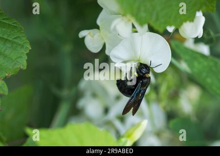 Eine blaue Holzbiene auf einer weißen Blume Stockfoto