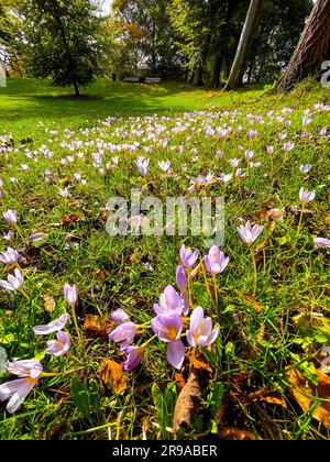 Violette Krokusblumen blühen in einem Park, Herbstszene Stockfoto