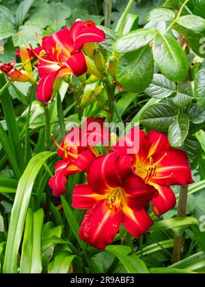 Leuchtende Sommerblumen der harten, ganzjährigen Lilie, Hemerocallis „Berliner Rot“ Stockfoto