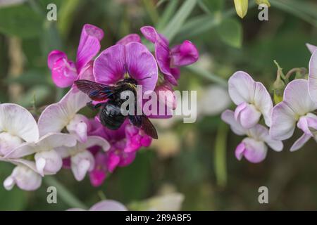 Eine blaue Holzbiene auf einer Blume Stockfoto