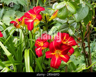 Leuchtende Sommerblumen der harten, ganzjährigen Lilie, Hemerocallis „Berliner Rot“ Stockfoto