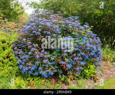 Blauflumen und dunkle Blätter der Lakekappen-Berghydrangea, Hydrangea serrata „Gartenhaus-Schönheit“ Stockfoto