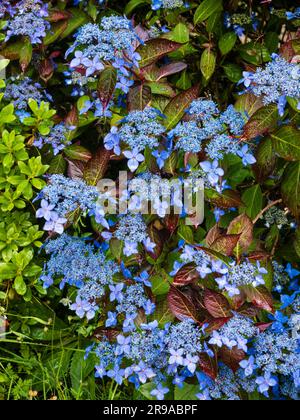 Blauflumen und dunkle Blätter der Lakekappen-Berghydrangea, Hydrangea serrata „Gartenhaus-Schönheit“ Stockfoto