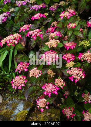 Rote Rochenblumen und dunkle Blätter der Lacecap Mountain hydrangea, Hydrangea serrata „Garden House Glory“ Stockfoto