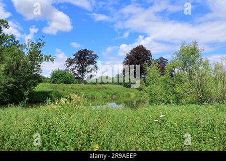 Eine wunderschöne Waldlandschaft am Ufer des Flusses Eden in Kent Stockfoto