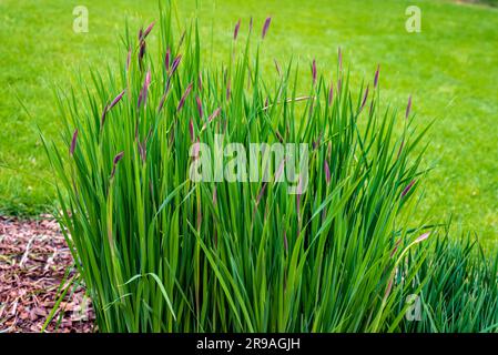 Imperata cylindrica, allgemein bekannt als Cobongras oder Kunai-Gras, ist eine Art von ganzjährigem Rhizomatgras, das tropisch und subtropisch heimisch ist. Stockfoto